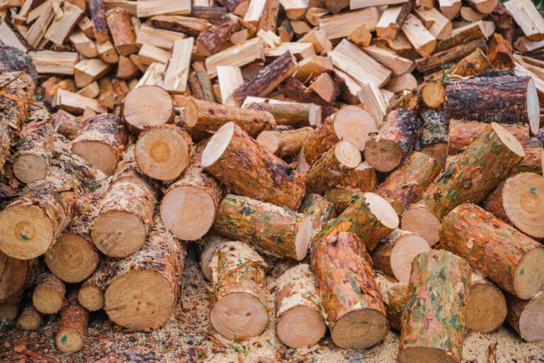 Log pine trunks or sanitary felling of forests, the idea of logging wood for heating houses